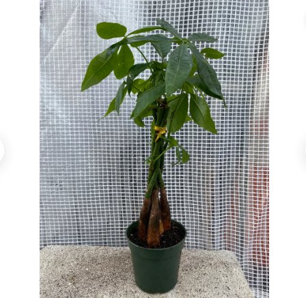 2 Plant Purifying Good Luck Plants Braided Money Tree in 4 inch pots Live Bonsai- Air