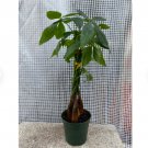 2 Plant Purifying Good Luck Plants Braided Money Tree in 4 inch pots Live Bonsai- Air