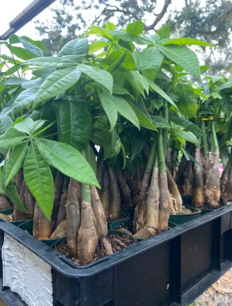 4 Plant Purifying Good Luck Plants Braided Money Tree in 4 inch pots Live Bonsai- Air