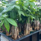 4 Plant Purifying Good Luck Plants Braided Money Tree in 4 inch pots Live Bonsai- Air