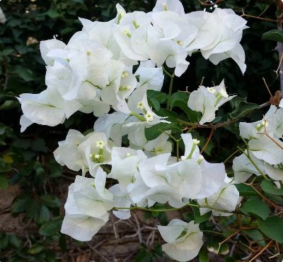 3 Plant Bright White Well-Rooted, Bougainville Starter Live Plants