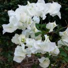 3 Plant Bright White Well-Rooted, Bougainville Starter Live Plants