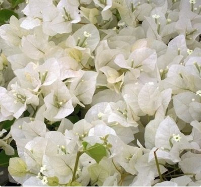 6 Plant Flower Bright White Well-Rooted, Bougainville Starter Live Plants