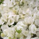 6 Plant Flower Bright White Well-Rooted, Bougainville Starter Live Plants
