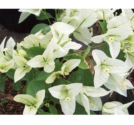 Well-Rooted, Bougainville Starter Live Plants 12 Plant Flower Bright White