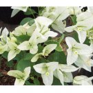 Well-Rooted, Bougainville Starter Live Plants 12 Plant Flower Bright White