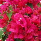 3 Flower Plant Bright Fuchsia Jaunita Hatten Well-Rooted, Bougainvillea