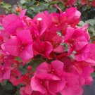 6 Flower Plant Bright Fuchsia Jaunita Hatten Well-Rooted, Bougainvillea
