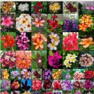 Flower Seeds 50 Plumeria Frangipani Great Mixed Colors Very Fresh Rare & Exotic