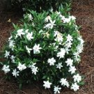 3 Flower Plant Gerdenias Give A Living Gift-Healthy Well-Rooted Starter Plants
