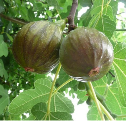 1 Fruit Plant Olympian Fig 18-24 inch plant