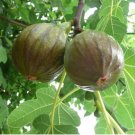 1 Fruit Plant Olympian Fig 18-24 inch plant