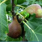 2 Fruit Plant Olympian Fig 18-24 inch Plant For Garden