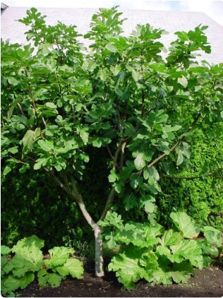 4 Fruit Plant Olympian Fig 18-24 inch Plant For Garden