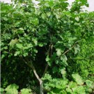 4 Fruit Plant Olympian Fig 18-24 inch Plant For Garden