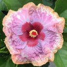 2 Flower Plant Puppy Hibiscus Beautiful Ornamental Well Rooted Starter Plants
