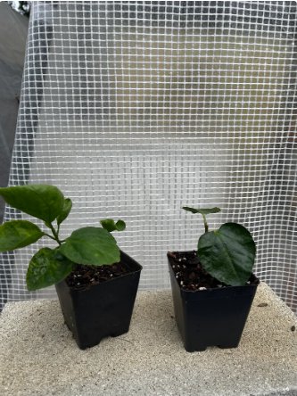 Starter Plants 8 Flower Plant Beautiful Ornamental Well Rooted Puppy Hibiscus