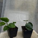Starter Plants 8 Flower Plant Beautiful Ornamental Well Rooted Puppy Hibiscus