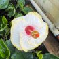 Starter Plants 8 Flower Plant Beautiful Ornamental Well Rooted Puppy Hibiscus