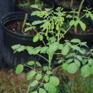 Well-Rooted Moringa Oleifera Drumstick 1 Tree Ben Oil Tree Horseradish Plant