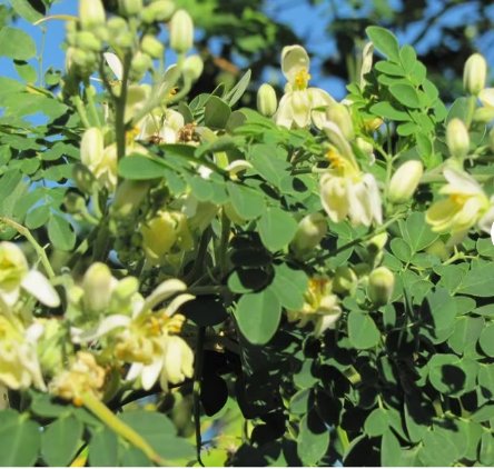 4 Tree Ben Oil Tree Horseradish Plant Well-Rooted Moringa Oleifera Drumstick