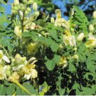 4 Tree Ben Oil Tree Horseradish Plant Well-Rooted Moringa Oleifera Drumstick