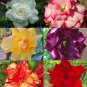 6 Mixed Well-Rooted Adenium/Desert Rose Yearling