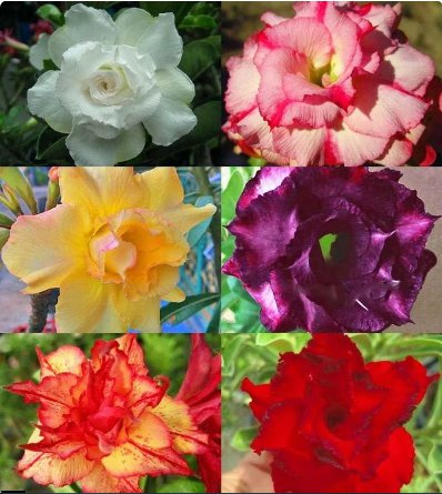 12 Flower Plant Mixed Well-Rooted Adenium/Desert Rose Yearling