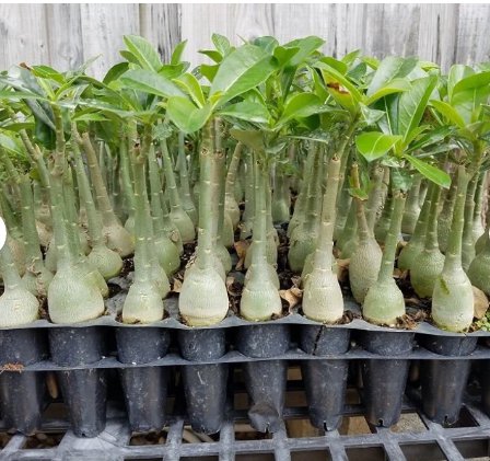 24 Flower Plant Mixed Well-Rooted Adenium/Desert Rose Yearling