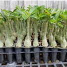 24 Flower Plant Mixed Well-Rooted Adenium/Desert Rose Yearling