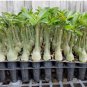 24 Flower Plant Mixed Well-Rooted Adenium/Desert Rose Yearling