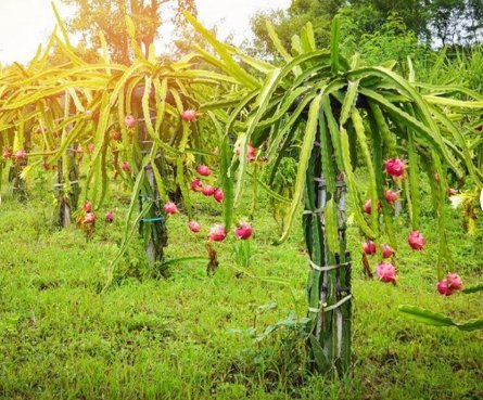 3 Stems Fruit Plant Well-Rooted Red Dragon Fruit &acirc;��Pitaya&acirc;�� Starter Plant Stems