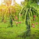 3 Stems Fruit Plant Well-Rooted Red Dragon Fruit ‘Pitaya’ Starter Plant Stems