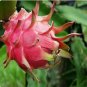 3 Stems Fruit Plant Well-Rooted Red Dragon Fruit &acirc;��Pitaya&acirc;�� Starter Plant Stems