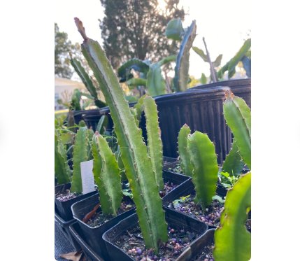 5 Stems Fruit Plant Well-Rooted Red Dragon Fruit &acirc;��Pitaya&acirc;�� Starter Plant Stems