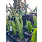 5 Stems Fruit Plant Well-Rooted Red Dragon Fruit ‘Pitaya’ Starter Plant Stems