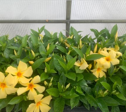 3 Sunbeam Yellow Three Well-Rooted Mandevilla Starter Plants Bright Yellow Flowers