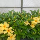 3 Sunbeam Yellow Three Well-Rooted Mandevilla Starter Plants Bright Yellow Flowers