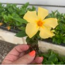 6 Well-Rooted Mandevilla Starter Plants Bright Yellow Flowers Sunbeam Yellow Three