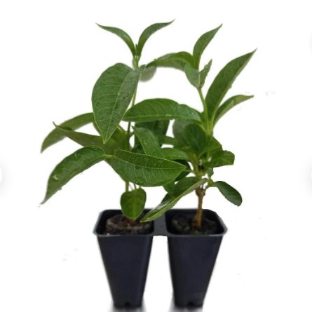 12 Well-Rooted Mandevilla Starter Plants Bright Yellow Flowers Sunbeam Yellow