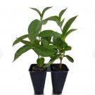 12 Well-Rooted Mandevilla Starter Plants Bright Yellow Flowers Sunbeam Yellow