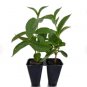 3 Sunbeam Yellow Three Well-Rooted Mandevilla Starter Plants Bright Yellow Flowers