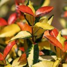 4 Summet Sunset Minima Jasmine Cover/Hanging Basket Starter Plants