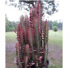 3 Well-Rooted Euphorbia Cactus 'Ruby Red' Trigona Cuttings 6-9" Starter Plants