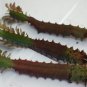 6 Well-Rooted Euphorbia Cactus 'Ruby Red' Trigona Cuttings 6-9" Starter Plants