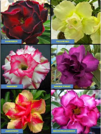 4 Desert Rose/Adenium Blooming Sized Mixed Seedlings Plants