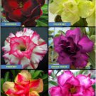 4 Desert Rose/Adenium Blooming Sized Mixed Seedlings Plants