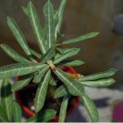 16 Desert Rose/Adenium Blooming Sized Mixed Seedlings Flower Plants