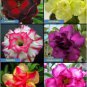 16 Desert Rose/Adenium Blooming Sized Mixed Seedlings Flower Plants