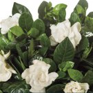 3 Plant Belmont Gardenia Well-Rooted Starter Plants Flower Plants